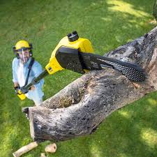 Best Lawn Edging  in Adelphi, MD