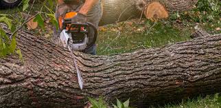 Best Fruit Tree Pruning  in Adelphi, MD