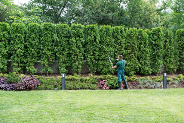 Best Tree Health Inspection  in Adelphi, MD