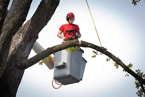 Best Tree Disease Treatment  in Adelphi, MD