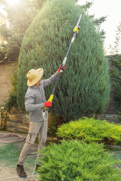 Best Leaf Removal  in Adelphi, MD
