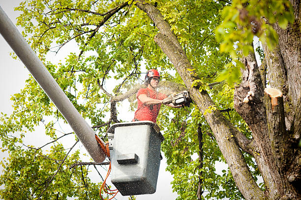 Best Tree Mulching  in Adelphi, MD