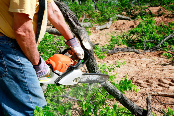 Best Utility Line Clearance  in Adelphi, MD